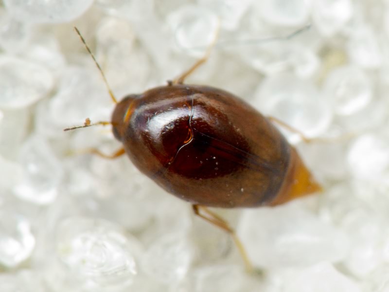 Scaphisoma boleti (Panzer, 1793)